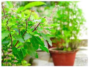 SEEDSART NXC - Gorgeous Tulsi Seeds " Tulsi " Organic 100 Seeds , I959 ...