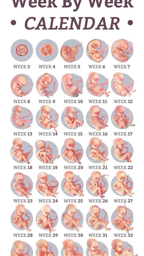 Pregnancy weeks to months: How many weeks, months, and trimesters in ...