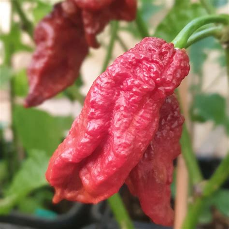 Bhut Jolokia Indian Ghost Pepper Scoville Over - 15 Seeds
