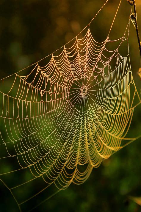 Web Page Python Tutorial 的图像结果