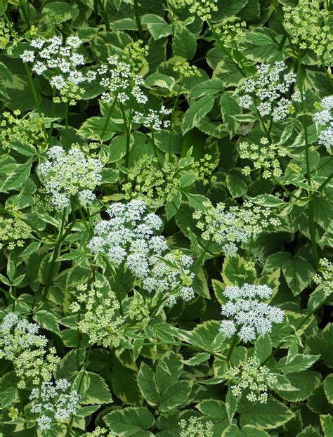 Bishop's Goutweed / Aegopodium podagraria 'Variegatum' / Edible Leaves ...
