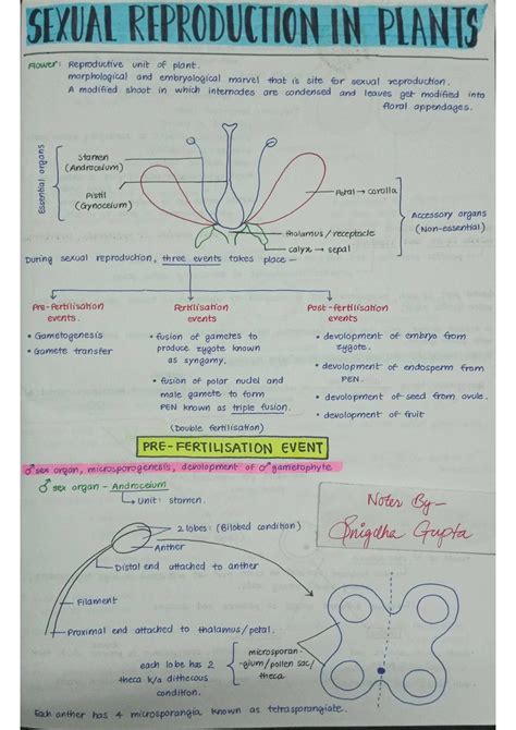 Sexual Reproduction in Flowering Plants PDF | Notes