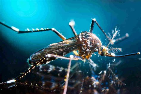 Chikungunya Joint Pain: Duration, Signs & When to Seek Help