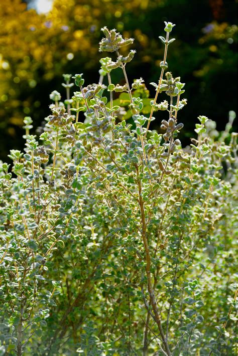 The Hyssop Mentioned in the Bible — Watchtower ONLINE LIBRARY