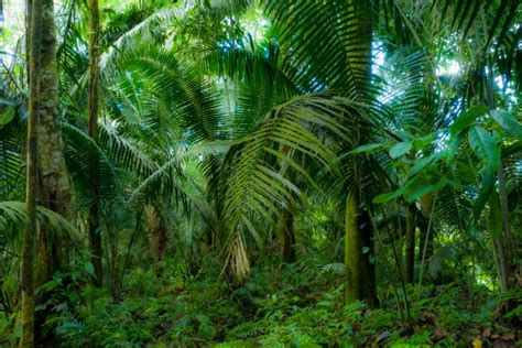 Rainforest 的图像结果