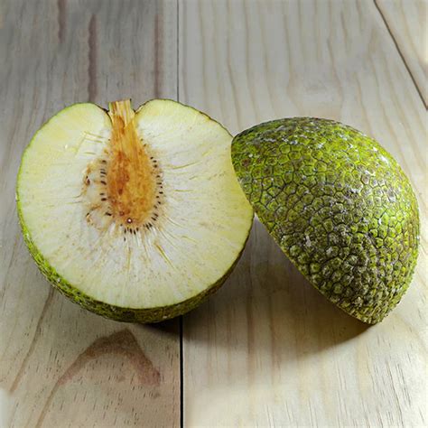 Breadfruit Exotic Fruit Plants (Artocarpus Altilis) – Growcerys