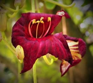 SEEDseller 10 Seeds of Kigelia Africana Shiva Kundalam, Rare Medicinal ...