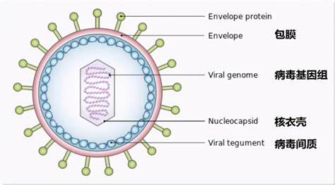 病毒是如何在体内进行繁殖的？_哔哩哔哩_bilibili