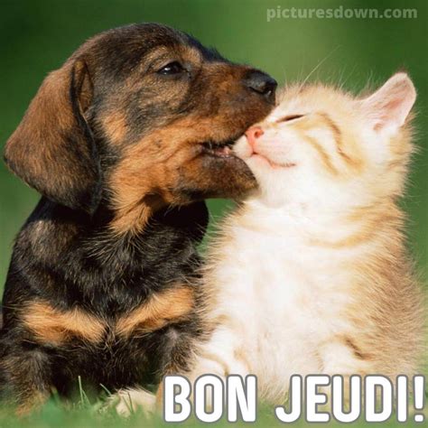 Bon jeudi image chat et chien - picturesdown.com