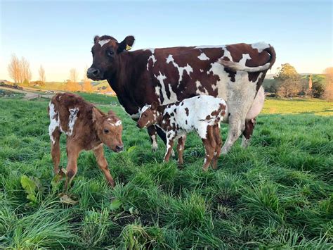 Ayrshire Cascadia, Breeders, Cattle, Cows, Dairy, Beef, Quick, Animales ...