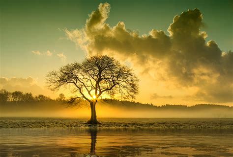 Image result for Tree Diagram of Java Data Structures