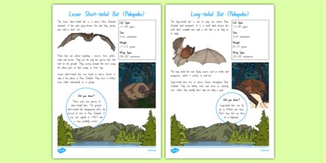 New Zealand Native Animals - Examples, Facts & Resources