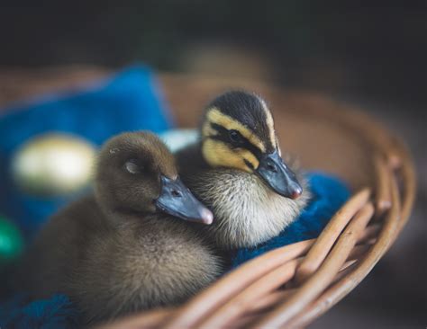 Free Images : duck, vertebrate, mallard, water bird, ducks, geese and swans, beak, waterfowl ...