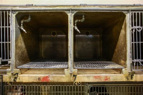 Pound Buddies prepares to open at new Muskegon location - mlive.com