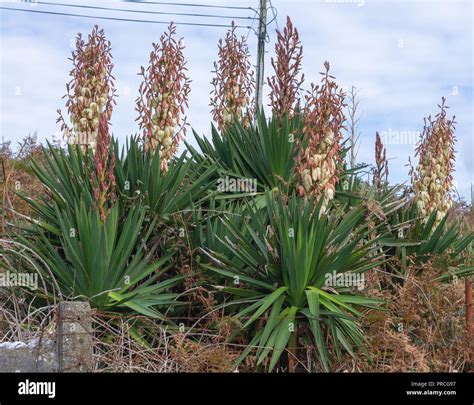 Blooming Yucca Plants