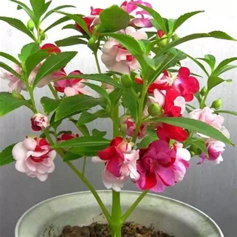how to grow balsam seeds in hindi