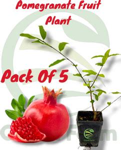 Cloud Farm Pomegranate Plant Price in India - Buy Cloud Farm ...