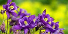 dove si comprano i fiori di bach vendita fiori commestibili dove si comprano di dove si comprano i fiori di bach vendita fiori commestibili dove si comprano di
