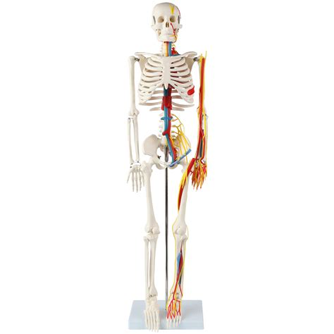 Anatomy Lab33 Human Skeleton Model With Nerves Veins And Arteries ...