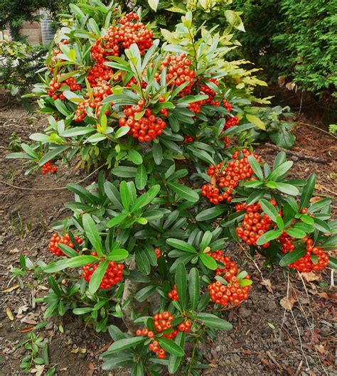 Pyracantha kasan firethorn with great berryset | Plants, Evergreen ...