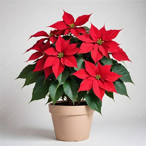 Premium Photo | Red Poinsettia traditional Christmas flower in a pot