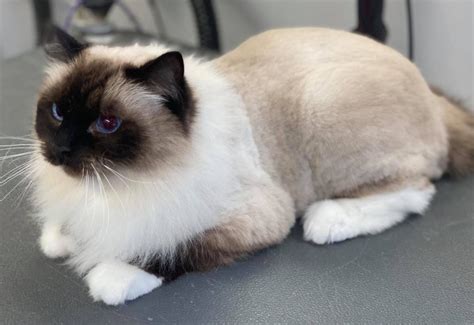 Cat Haircut Styles at Luke Earsman blog