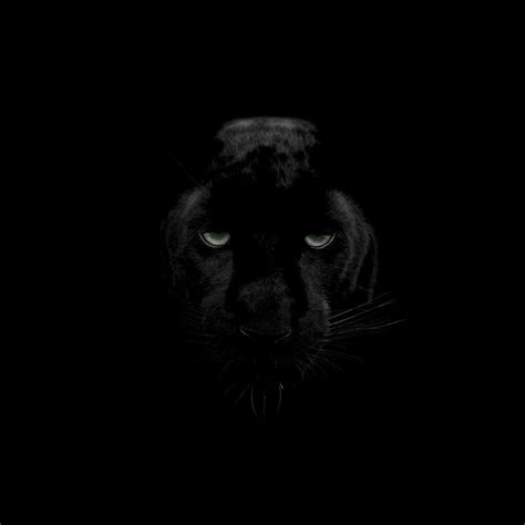 Black Panther Eyes Wallpapers - Top Free Black Panther Eyes Backgrounds ...