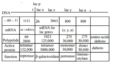 E. coli with a mutated Z gene of the lac operon cannot grow in medium ...