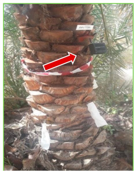 Field Evaluation of Promising Indigenous Entomopathogenic Fungal ...