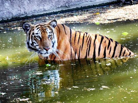 One of India's oldest tigers dies in Bengal - IBTimes India