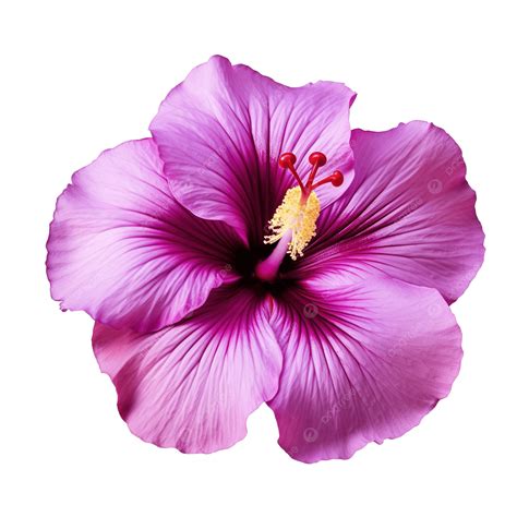 Purple Hibiscus Clip Art Hawaiian Flower Clip Art | Pin Hibiscus