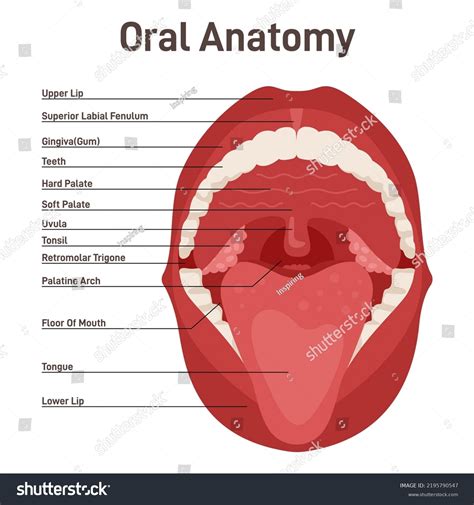 Floor Of Mouth Anatomy 10: Salivary Glands | Pocket Dentistry