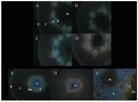 Multi-instrumental Analysis of Tissues of Sunflower Plants Treated with ...