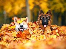 Fall Backgrounds Dogs by Dogs In Pile Of Autumn Leaves Wallpaper And Background Fall Backgrounds Dogs