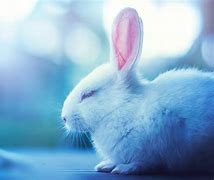 Image result for Easter Bunny Outline Black and White