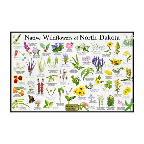 Best Plants For North Dakota at Johnnie Allison blog