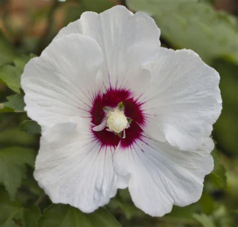 Hawaiian Hibiscus Flower Free Stock Photo - Public Domain Pictures