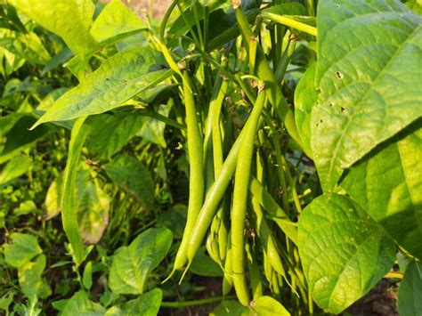 Green Bean Plants Information
