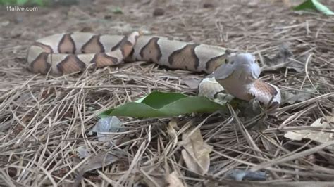 Snakes in Georgia | How to tell if venomous | 11alive.com