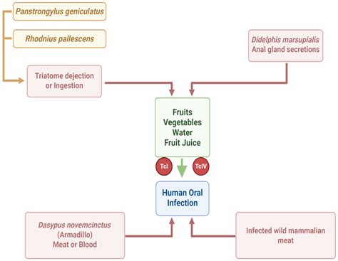 Oral Route Infection by Trypanosoma cruzi: From the Beginning to the ...