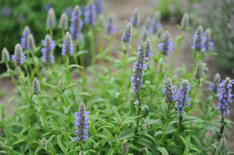 How To Grow Nepeta (AKA 'Catmint') - Known For Its Intoxicating Effect ...