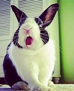 Image result for Baby Rabbit Screaming