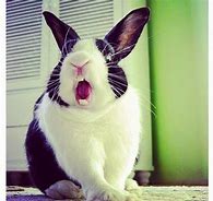 Image result for Screaming Rabbit Kevin