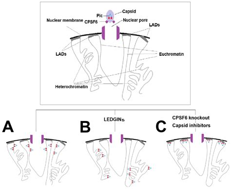 Block-and-Lock Approaches for HIV Cure: Mechanistic Insights ...
