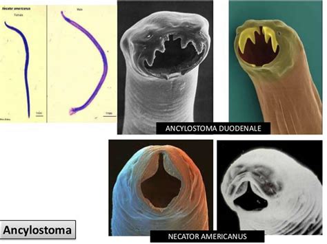 Image result for Alien vs Predator 1 Movie