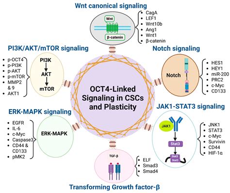 Unlocking the Role of OCT4 in Cancer Lineage Plasticity: A Cross-Cancer ...