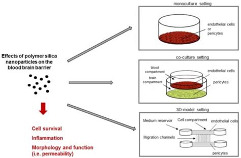 Time-Dependent Internalization of Polymer-Coated Silica Nanoparticles ...