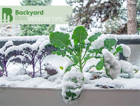 6 Vegetables You Can Grow Outdoors in Winter