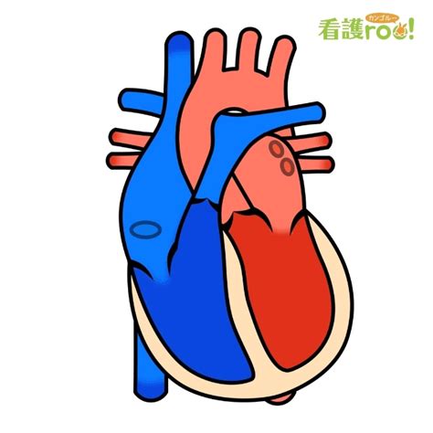 Image result for Single Line Design Vector Color
