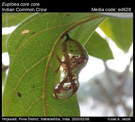 Euploea core | Butterfly
